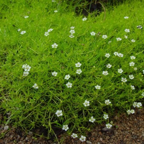 Karmnik ościsty sadzonka
