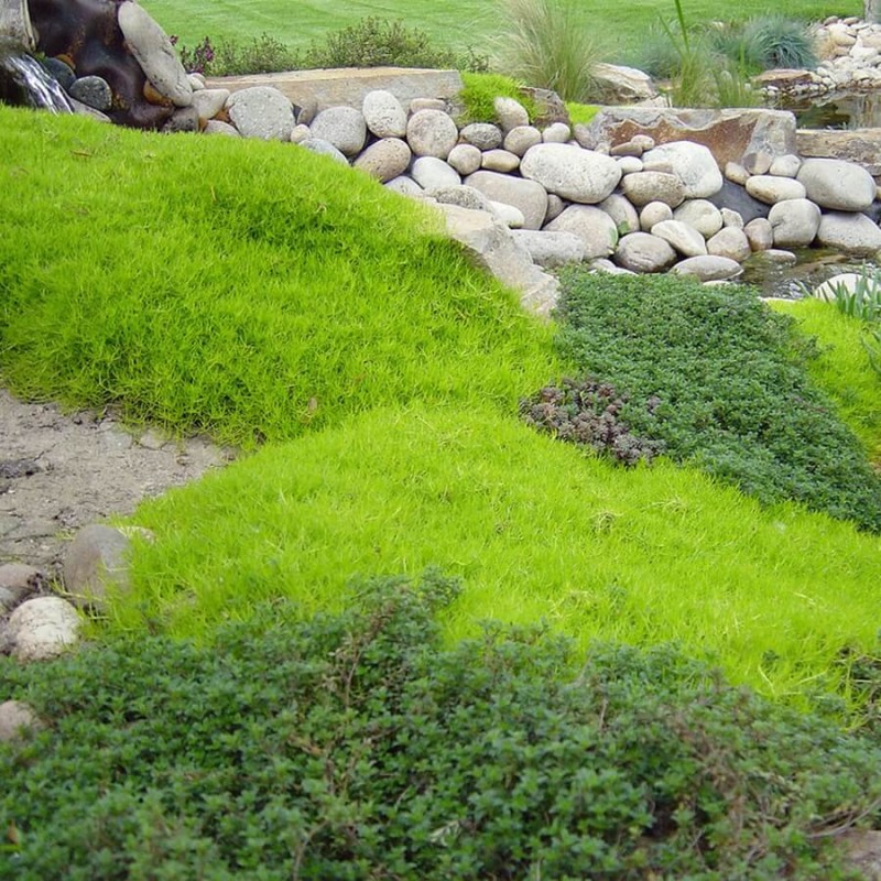 Karmnik ościsty (Sagina subulata) Sadzonka (1).jpg