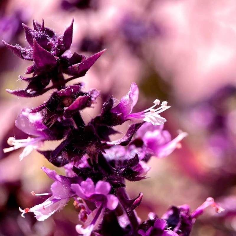 Kocimiętka 'Pink Cat' (Nepeta nervosa) Sadzonka (2) (1).jpg