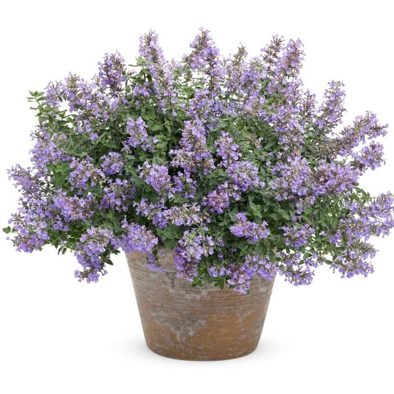 Kocimiętka 'Pink Cat' (Nepeta nervosa) Sadzonka (3) (1).jpg