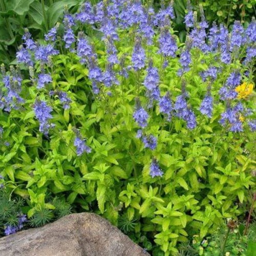 Kocimiętka Limelight sadzonka