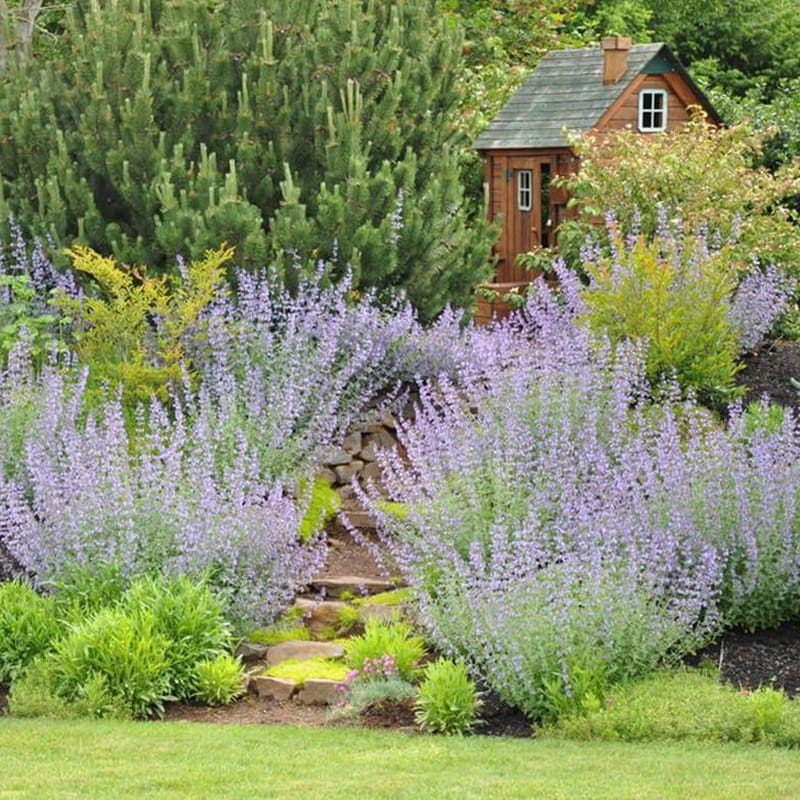 Kocimiętka Limelight (Nepeta faassenii) Sadzonka (4).jpg