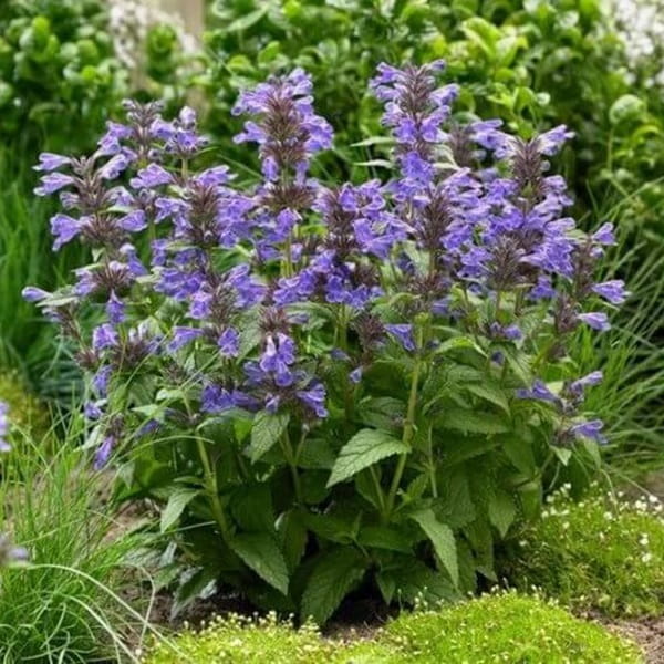 Kocimiętka Neptune (Nepeta Kubanica) Sadzonka P9 (2).jpg