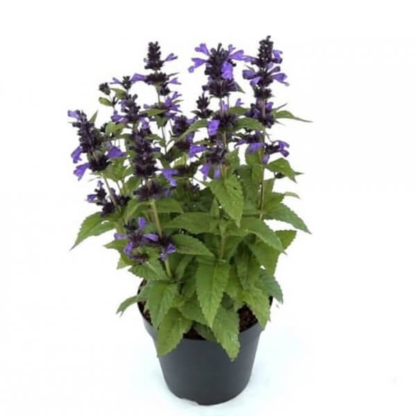 Kocimiętka Neptune (Nepeta Kubanica) Sadzonka P9 (1).jpg