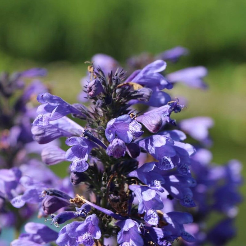Kocimiętka Neptune (Nepeta Kubanica) Sadzonka P9.jpg