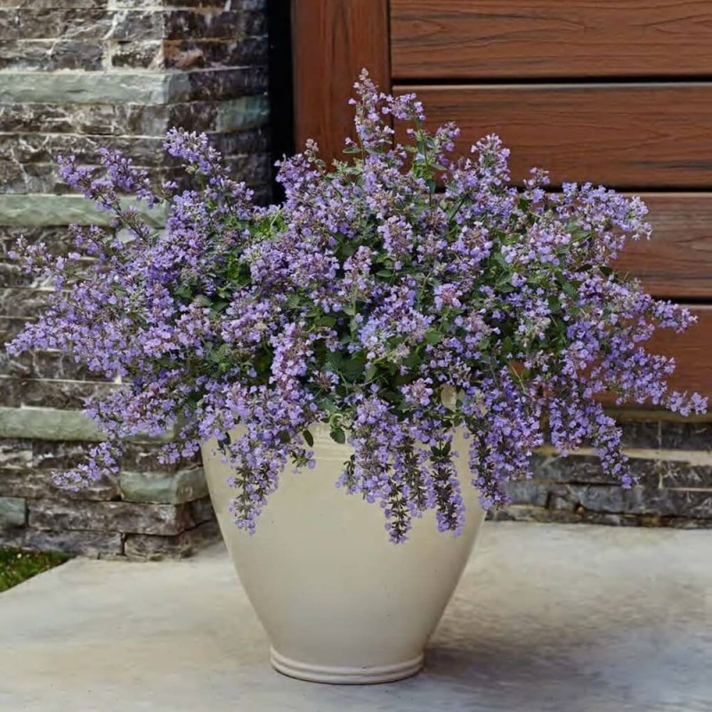 Kocimiętka Cat's Meow (Nepeta faassenii) Sadzonka (2).jpg