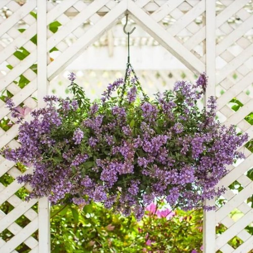 Kocimiętka Cats Meow sadzonka