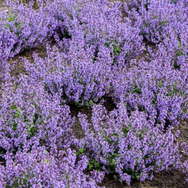 Kocimiętka Cat's Pajamas (Nepeta Faassenii) Sadzonka C1.jpg