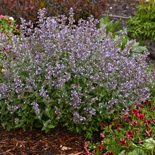 Kocimiętka Cat's Pajamas (Nepeta Faassenii) Sadzonka C1 (3).jpg