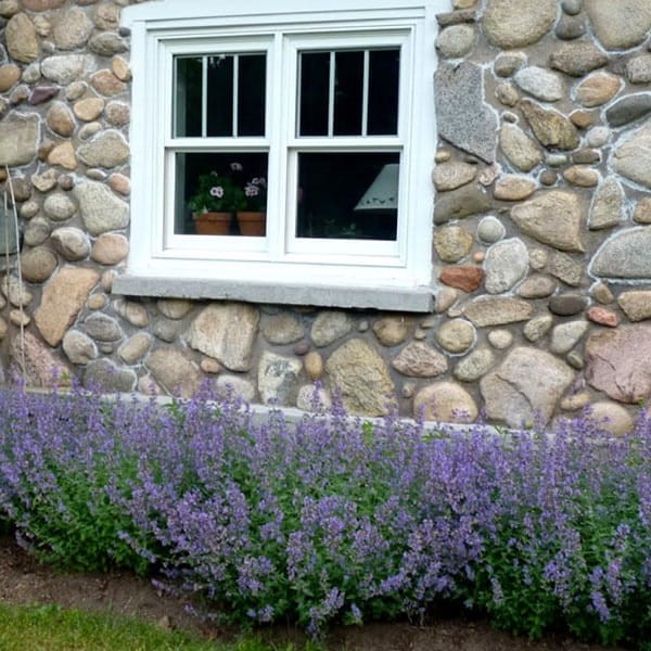 Kocimiętka Purrsian Blue (Nepeta faassenii) Sadzonka (3).jpg