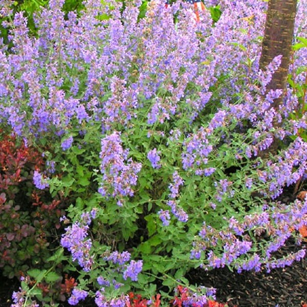 Kocimiętka Purrsian Blue (Nepeta faassenii) Sadzonka (2).jpg