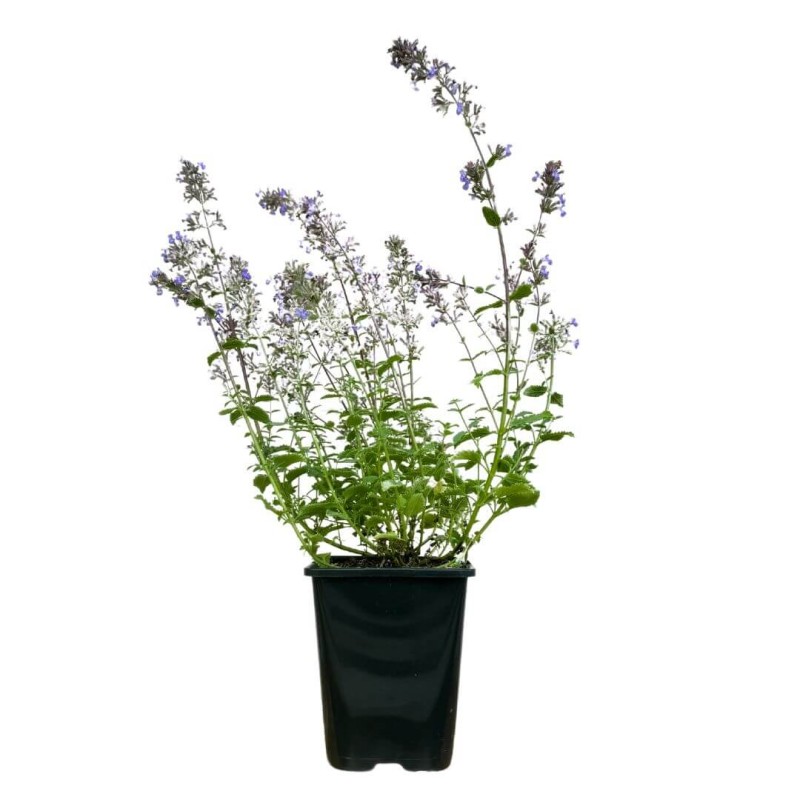 Kocimiętka Six Hills Giant (Nepeta faassenii) Sadzonka C2.jpg