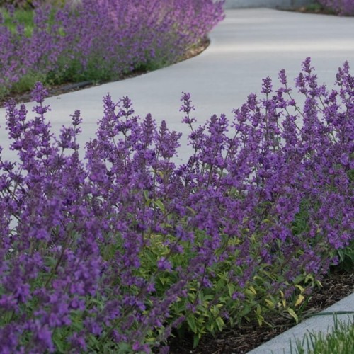 Kocimiętka Six Hills Giant sadzonka C2