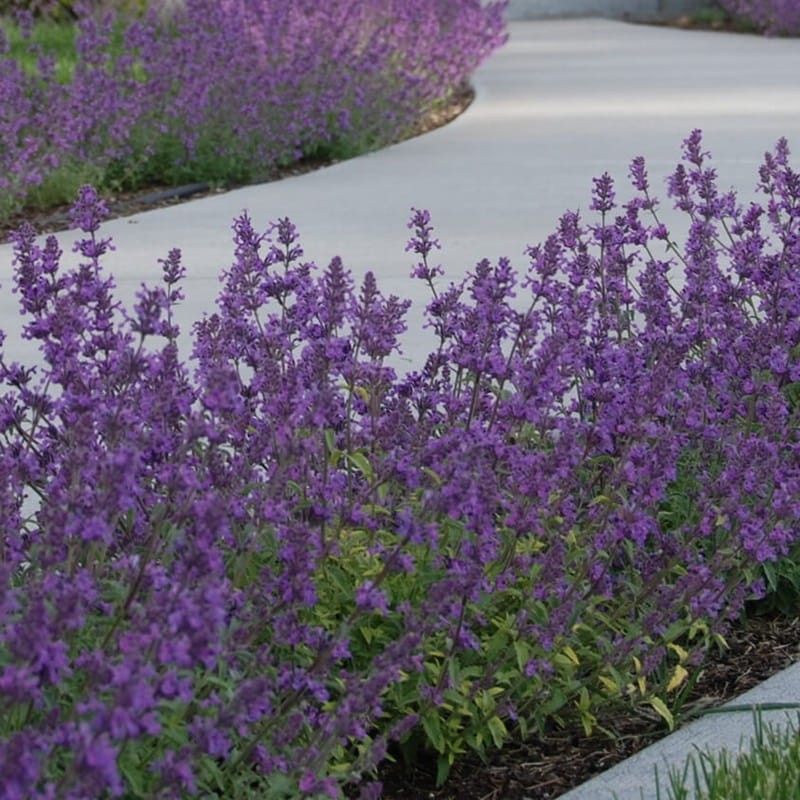 Kocimiętka Six Hills Giant (Nepeta faassenii) Sadzonka C2 (2).jpg