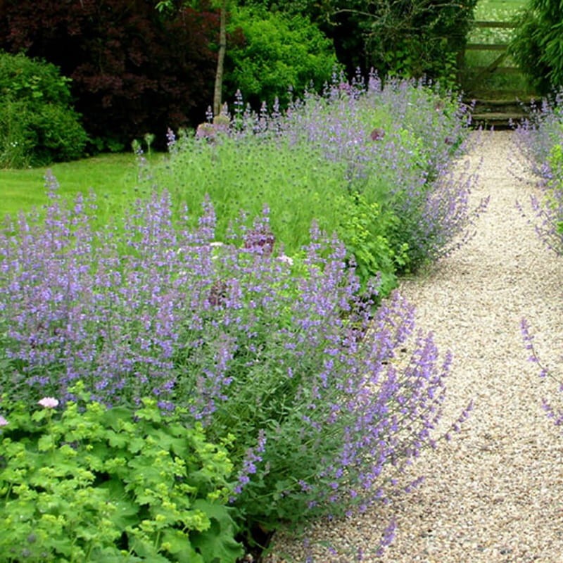 Kocimiętka Six Hills Giant (Nepeta faassenii) Sadzonka C2 (3).jpg