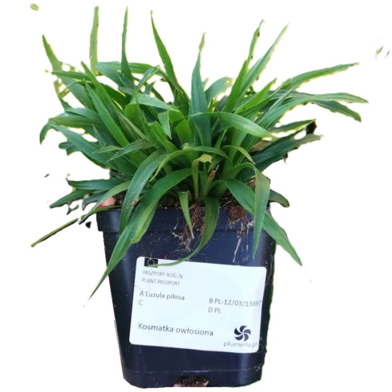 Kosmatka owłosiona Igel (Luzula pilosa) P9 (3).jpg