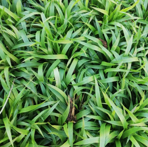 Kosmatka owłosiona Igel P9