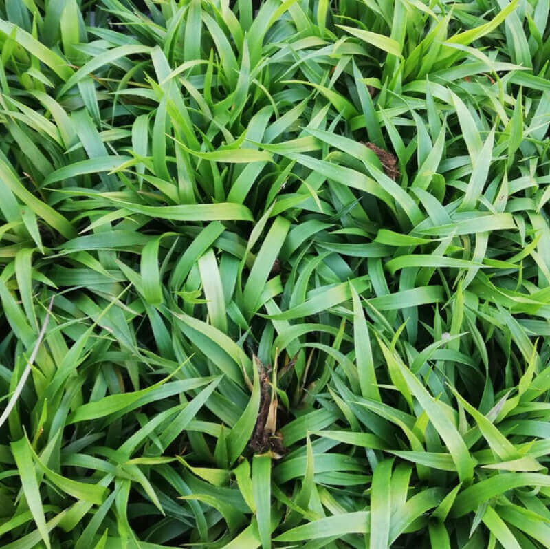 Kosmatka owłosiona Igel (Luzula pilosa) P9 (1).jpg