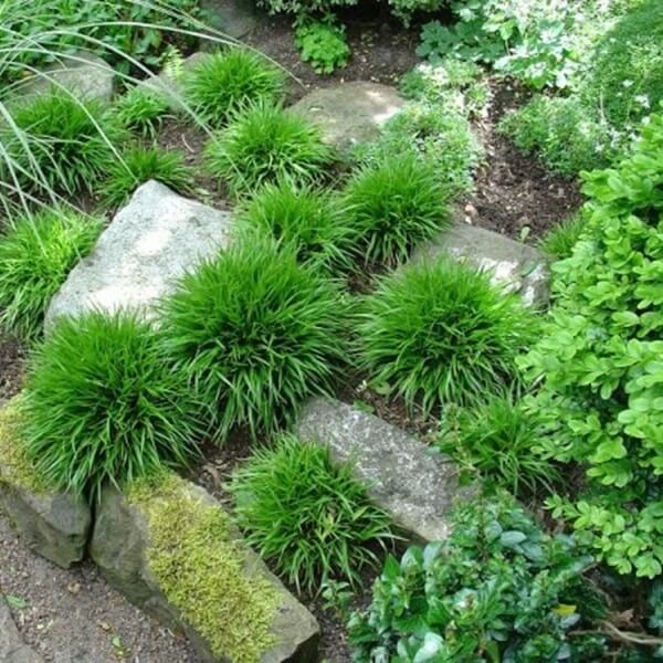 Kosmatka owłosiona Igel (Luzula pilosa) P9 (2).jpg