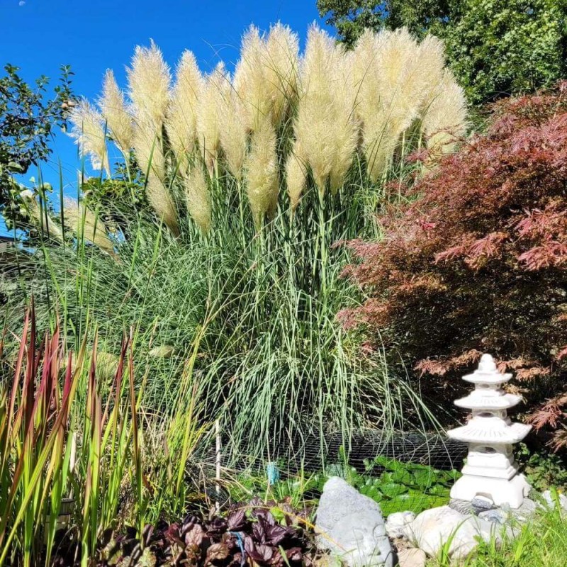 Trawa pampasowa biała (Cortaderia selloana) 0,1g  w ogrodzie