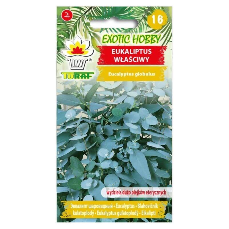 eukaliptus-wlasciwy- nasiona.jpg.jpg