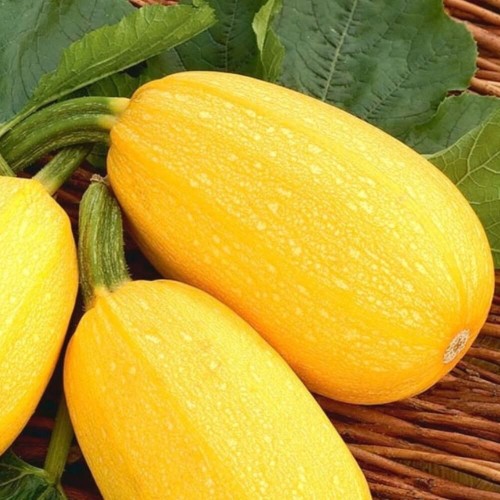 Kabaczek ZŁOTY CEPELIN nasiona 2g