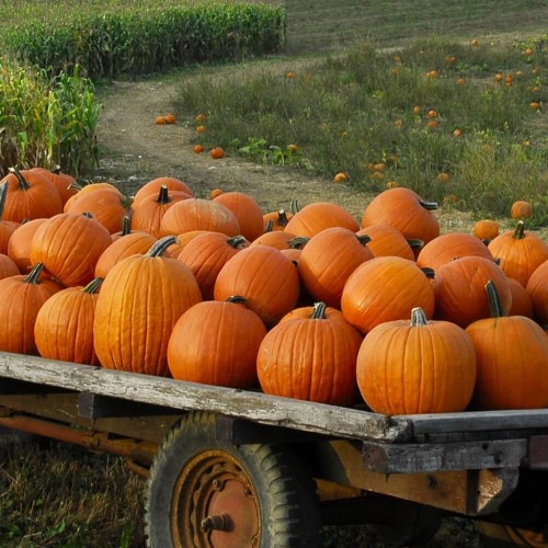 Dynia olbrzymia Golias 3g nasiona LUX