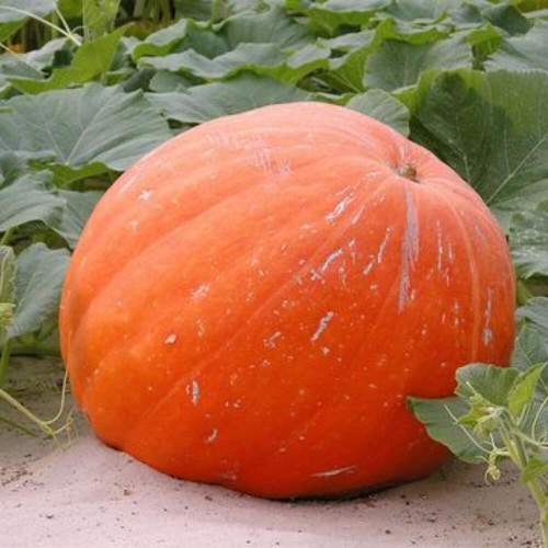 Dynia olbrzymia Justynka nasiona 3g +1g