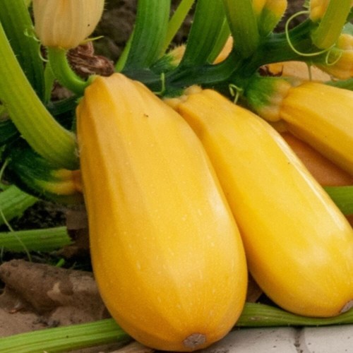 Dynia zwyczajna Kabaczek ZŁOTY CEPELIN nasiona XXL 500g