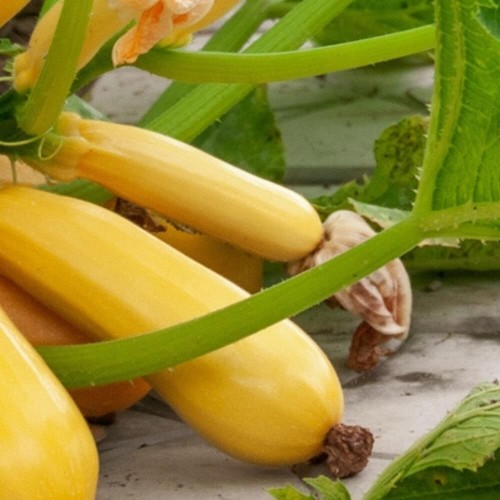 Kabaczek ZŁOTY CEPELIN nasiona XL 100g