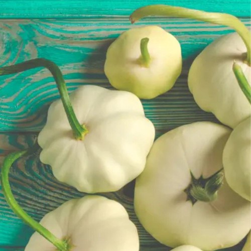 Patison białokremowy DISCO nasiona XXL 500g