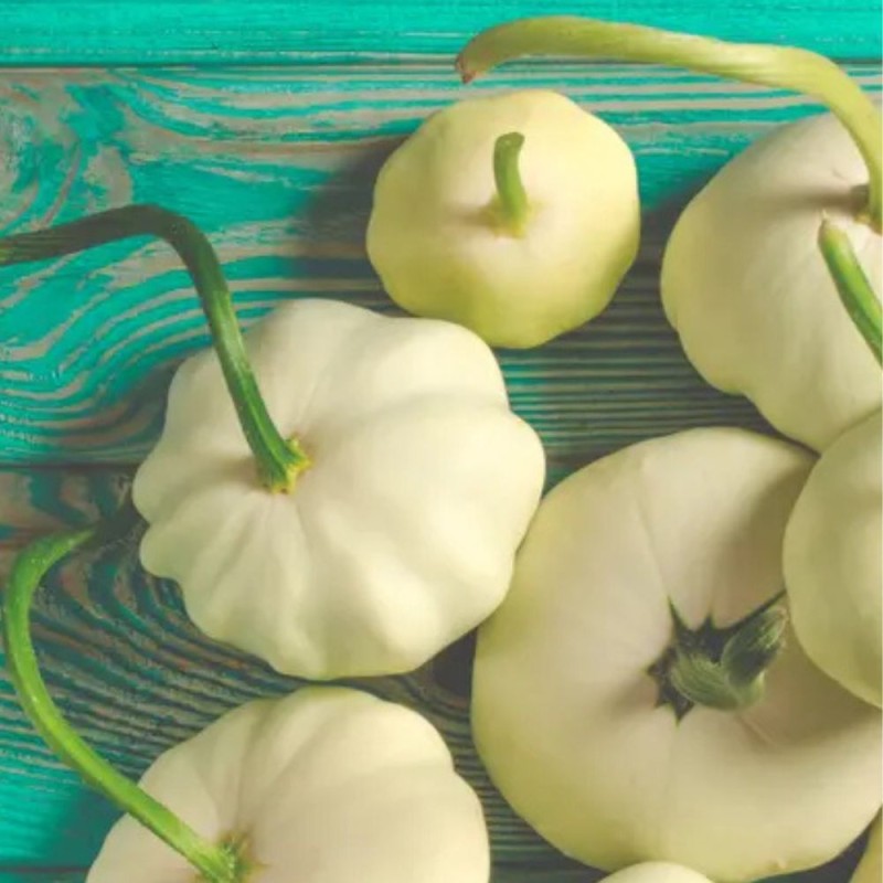 Patison białokremowa DISCO nasiona xxl (1).jpg.jpg