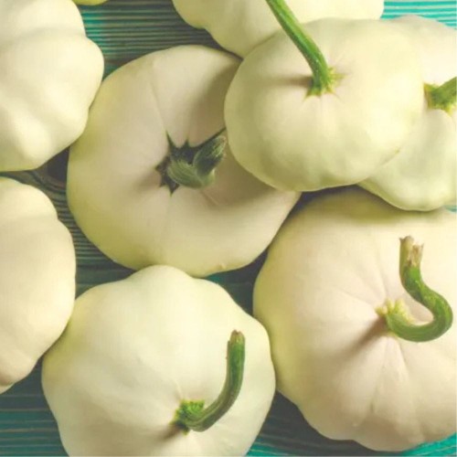 Patison białokremowa DISCO nasiona 3g