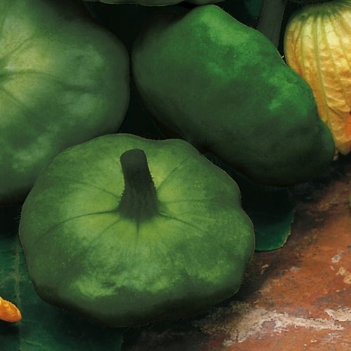 Patison zielony GAGAT nasiona XXL 500g