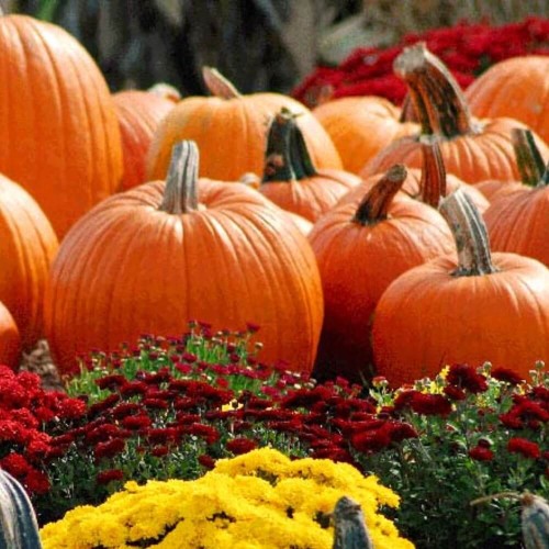 Dynia olbrzymia BAMBINO nasiona 3g+1g