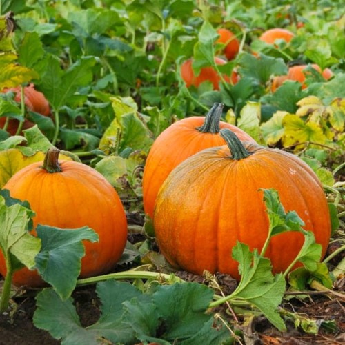 Dynia olbrzymia AMAZONKA nasiona 3g