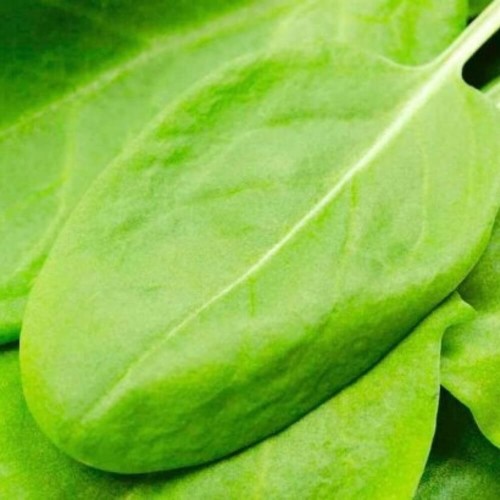 Szczaw Lyoński nasiona 2G