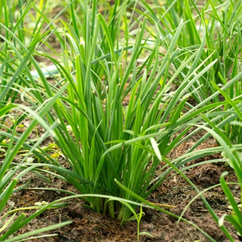 Szczypiorek Medium Leaf nasiona (1).jpg