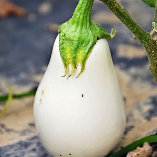 Oberżyna Bakłażan White Egg nasiona 0,5g