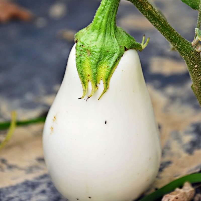Oberżyna Bakłażan White Egg nasiona (1).jpg