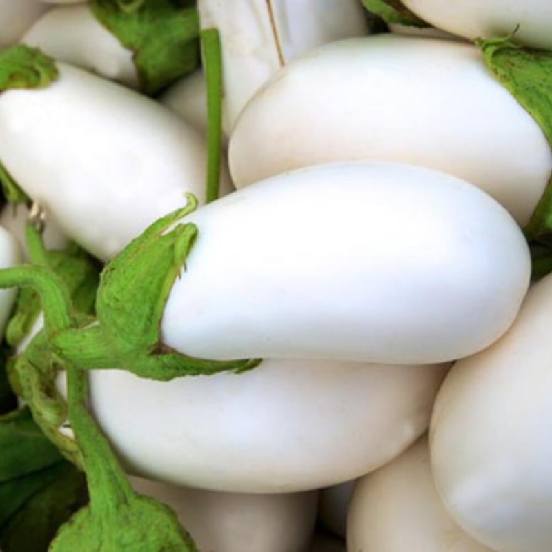 Oberżyna Bakłażan White Egg nasiona (3).jpg