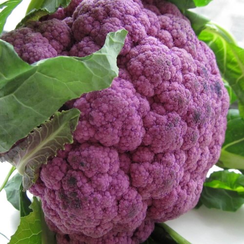 Kalafior Di Sicilia Violetto Fioletowy nasiona 1g