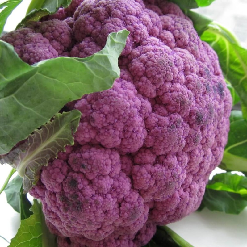 Kalafior Di Sicilia Violetto Fioletowy  nasiona (1).jpg
