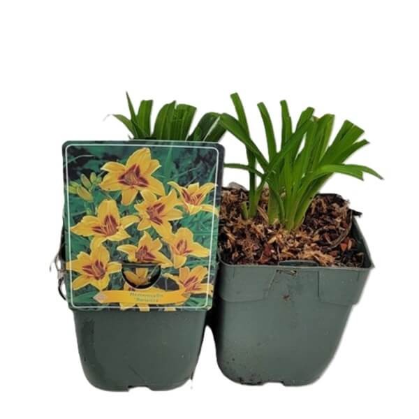 Liliowiec 'Bonanza' (Hemerocallis ) Sadzonka (4).jpg