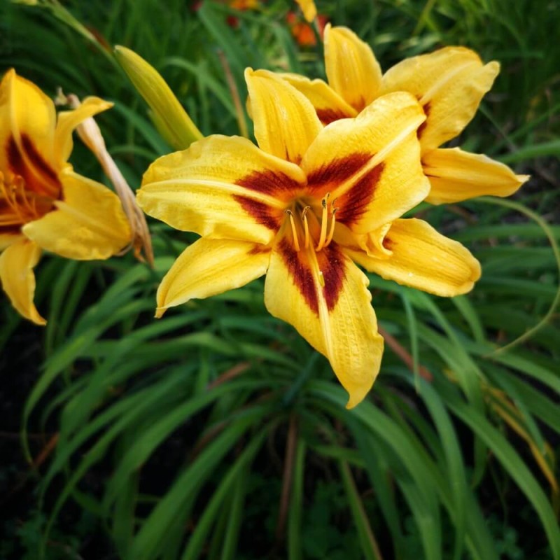 Liliowiec 'Bonanza' (Hemerocallis ) Sadzonka (2).jpg