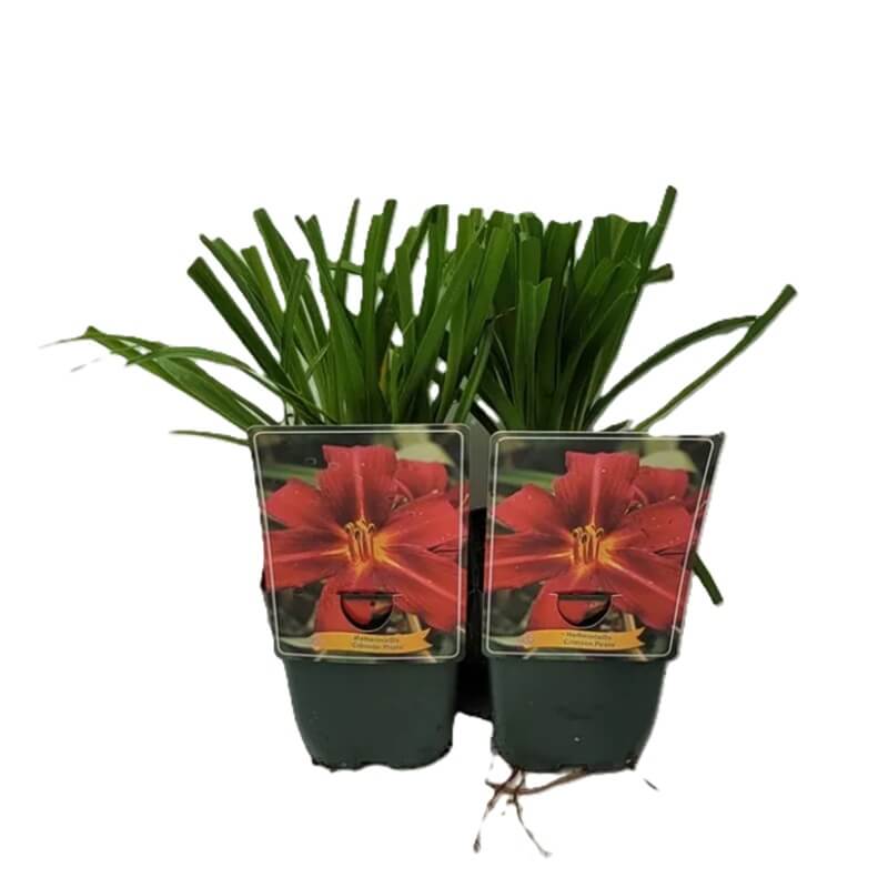 Liliowiec 'Crimson Pirate' (Hemerocallis ) Sadzonka (2).jpg
