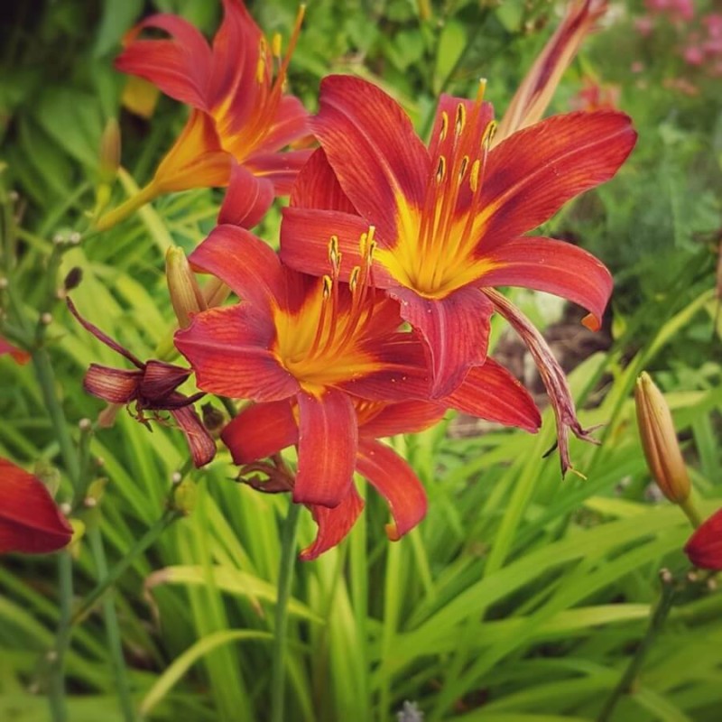 Liliowiec 'Crimson Pirate' (Hemerocallis ) Sadzonka (1).jpg