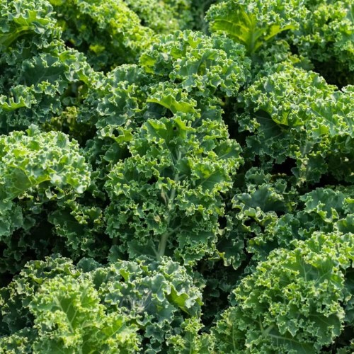 Jarmuż Halbhoher Grüner Krauser Zielony nasiona 1g