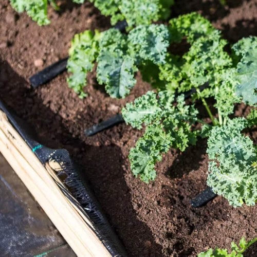 Jarmuż Halbhoher Grüner Krauser Zielony nasiona XL 50g