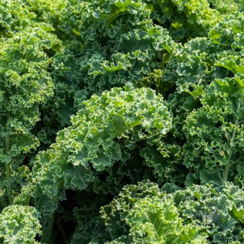 Jarmuż Halbhoher Grüner Krauser Zielony nasiona XXL 100g